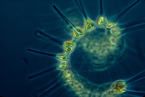 Por qué algunas regiones del océano misteriosamente tienen niveles bajos de fitoplancton