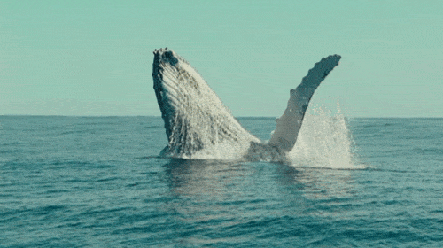 Por qué las ballenas azules no se enferman de cáncer con más frecuencia que los humanos, aunque sean mucho más grandes que nosotros